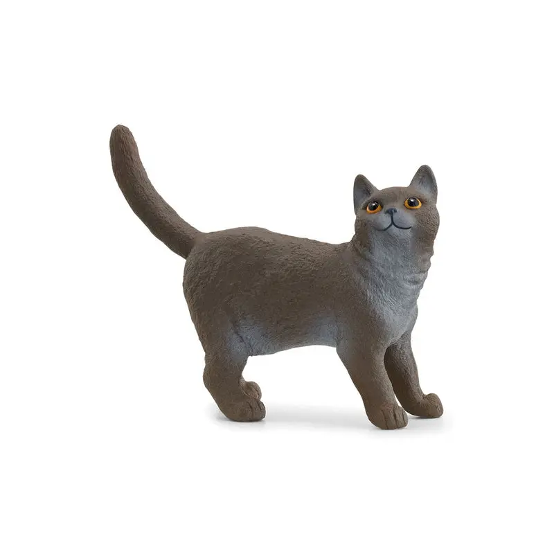 British Shorthair Cat