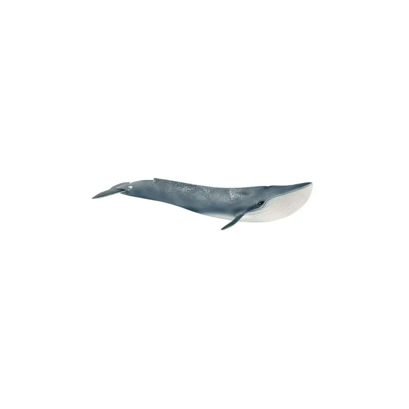 Blue whale