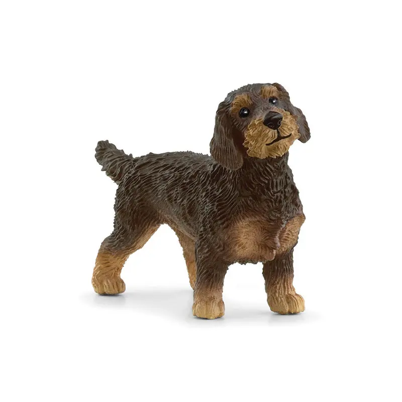 Wire-Haired Dachshund