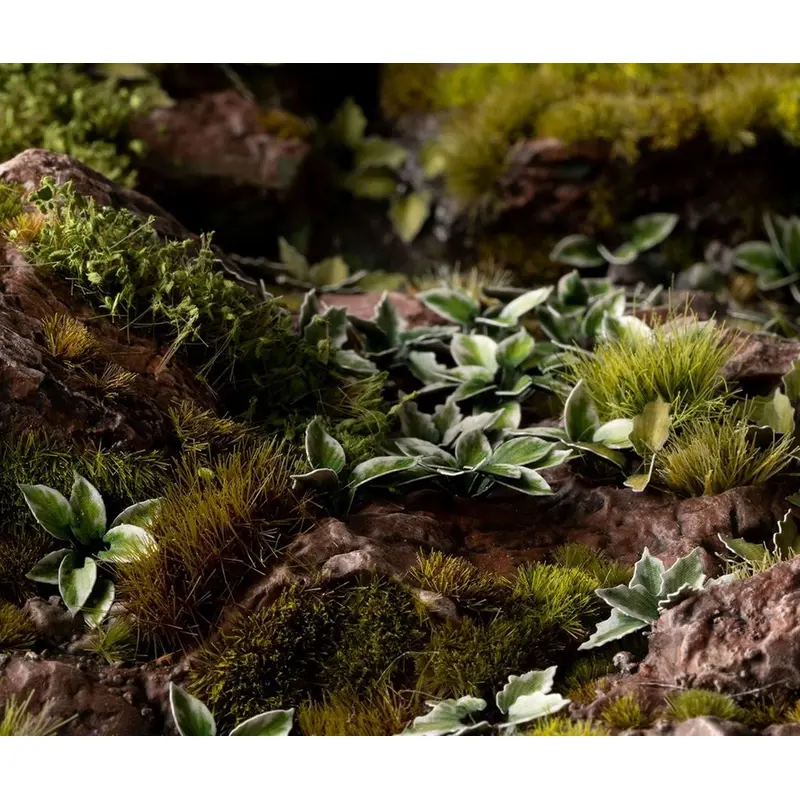 Gamers Grass Plantain Lily Laser Plants