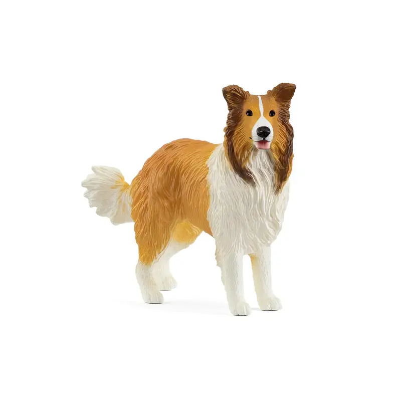 Collie