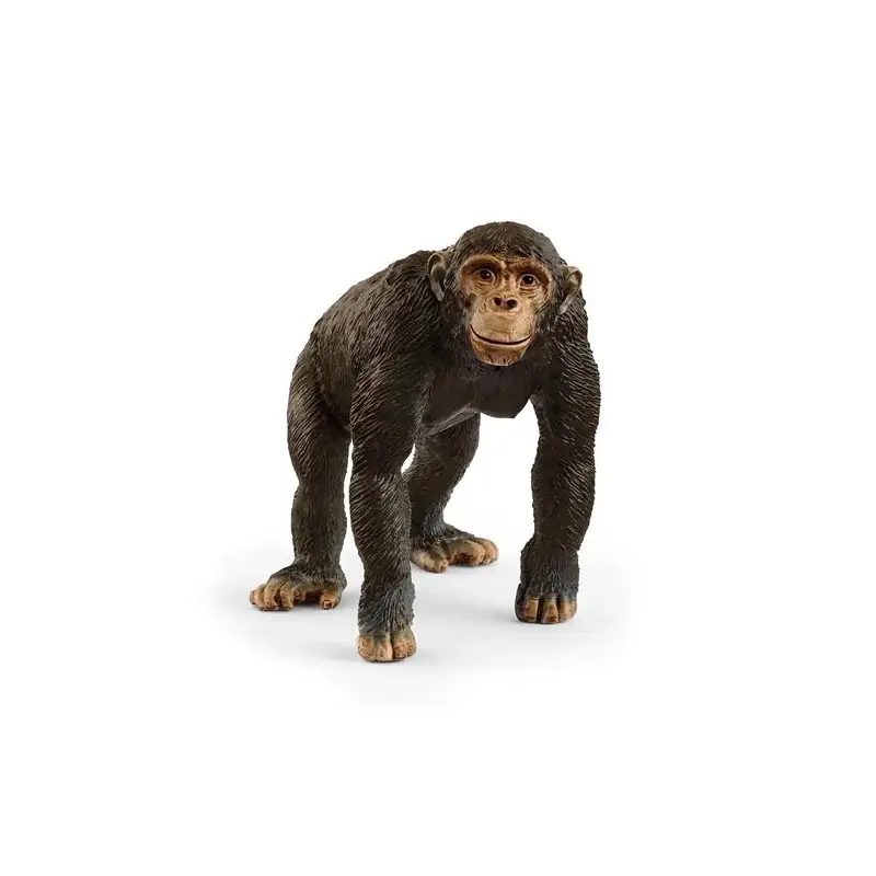 Chimpanzee