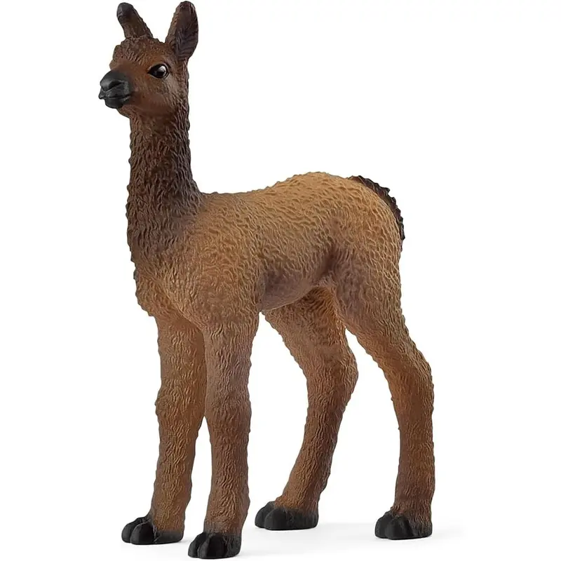 Llama Foal
