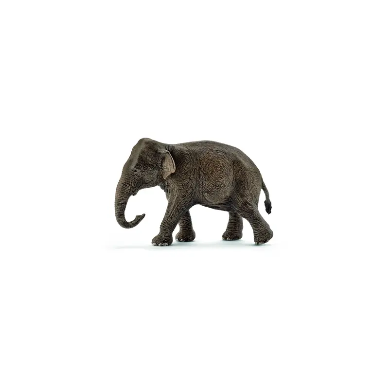 Asian Elephant Female