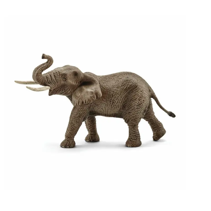 African Elephant Male