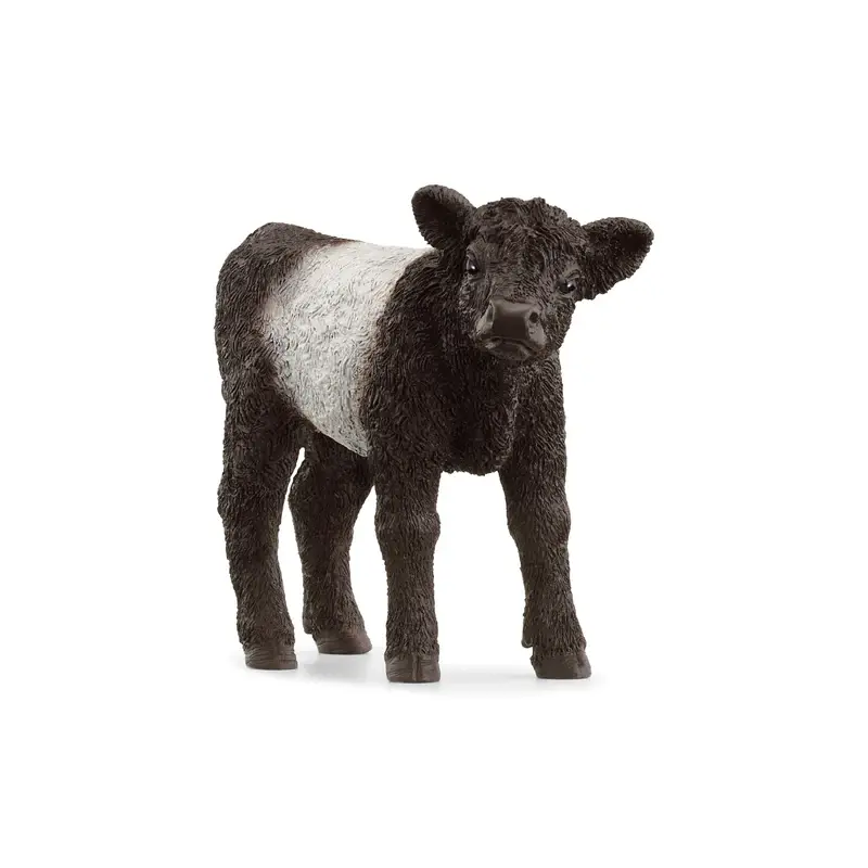 Galloway Calf