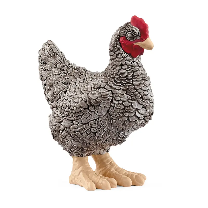 Plymouth Rock Chicken  2025
