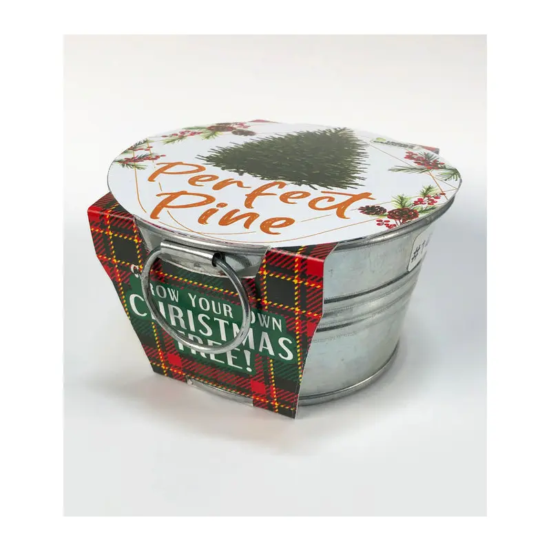 Perfect Pine - Grow Your Own Christmas Tree