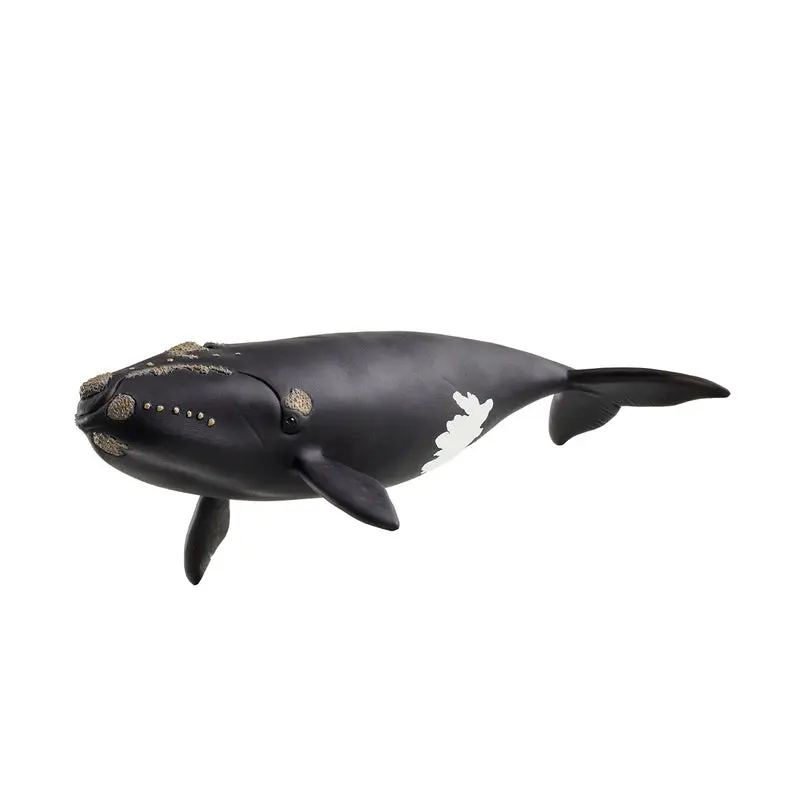 North Atlantic Right Whale 2025