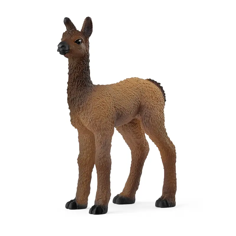 Llama Foal 2025