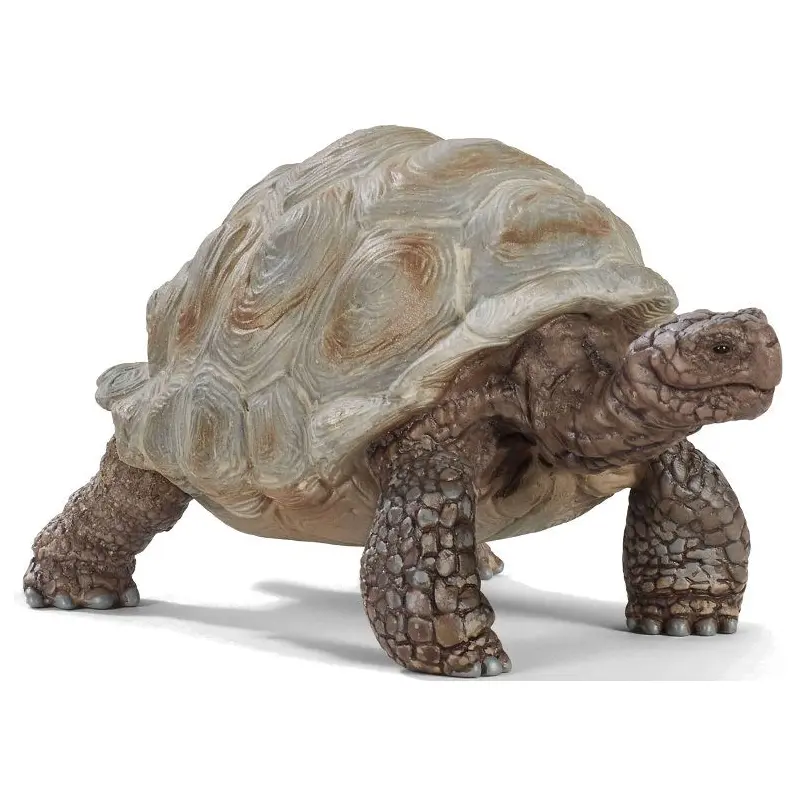 Giant Tortoise