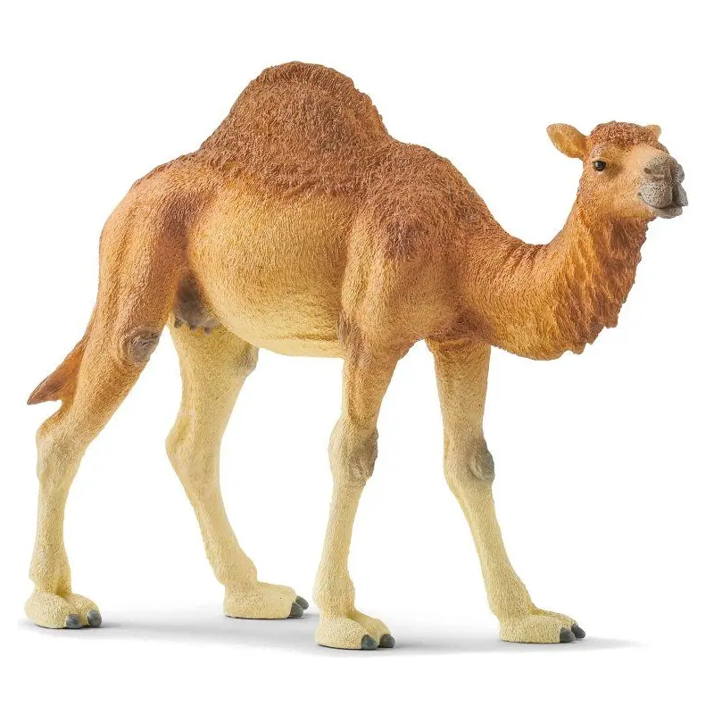 Dromedary