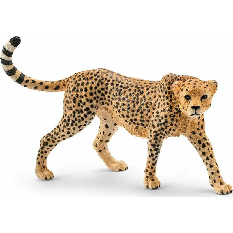 Cheetah, female