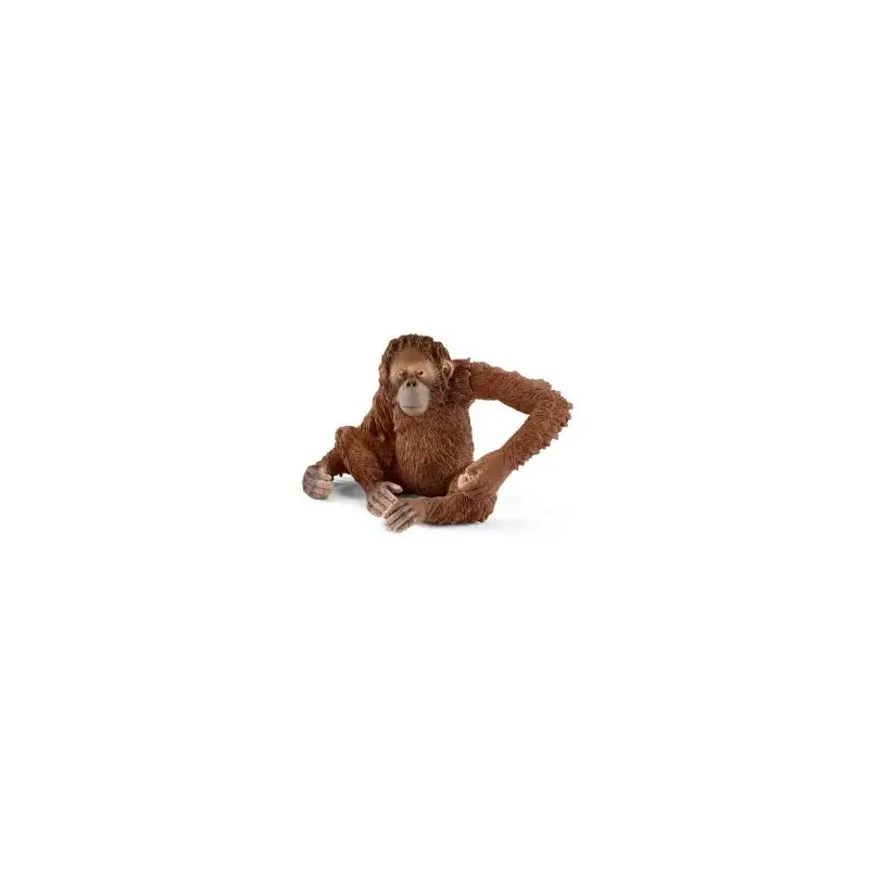 Orangutan, Female